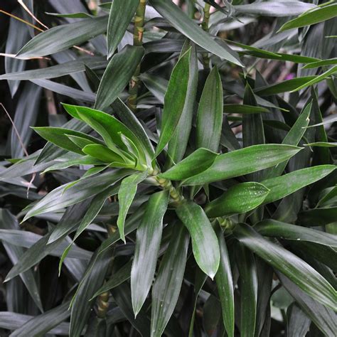 白合竹|百合竹 (Dracaena reflexa)